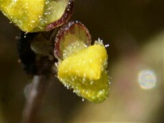 Utricularia muelleri
