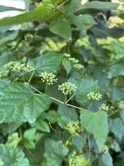 Ampelopsis glandulosa