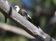 Dryobates albolarvatus