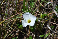Ipomoea imperati