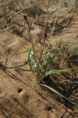 Takhtajaniantha austriaca