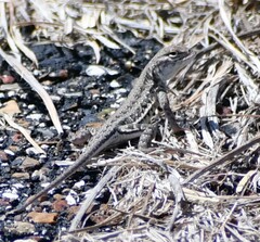 Holbrookia propinqua