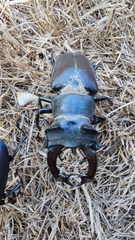 Lucanus cervus