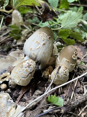 Coprinopsis variegata