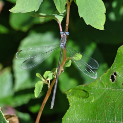 Lestes vigilax