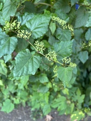 Ampelopsis glandulosa