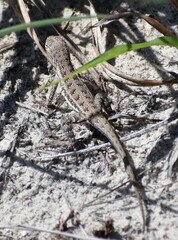 Holbrookia propinqua