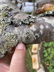 Rhizocarpon petraeum