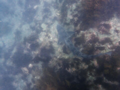 Triakis semifasciata