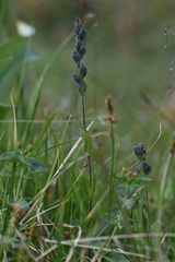 Veronica wormskjoldii