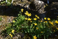 Arnica latifolia