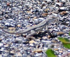 Holbrookia propinqua