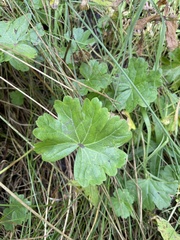 Sidalcea