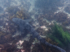 Triakis semifasciata