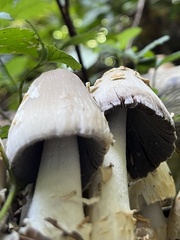 Coprinopsis variegata