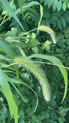 Setaria faberi