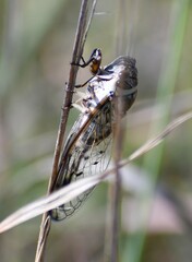 Diceroprocta marevagans