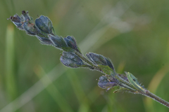 Veronica wormskjoldii
