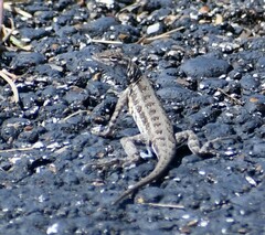 Holbrookia propinqua