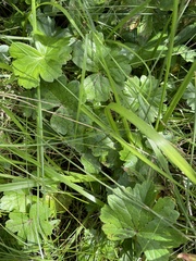 Sidalcea
