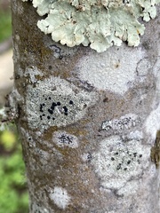 Rhizocarpon petraeum