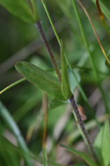 Veronica wormskjoldii