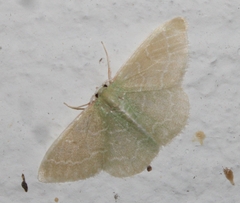 Synchlora