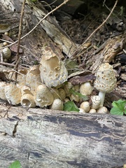 Coprinopsis variegata