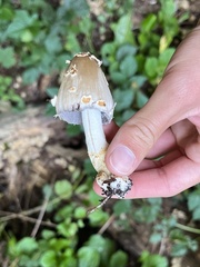 Coprinopsis variegata