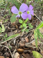 Oxalis drummondii