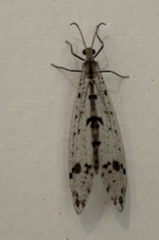 Dendroleon obsoletus