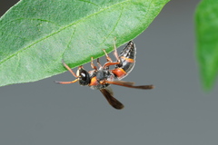 Pachodynerus erynnis