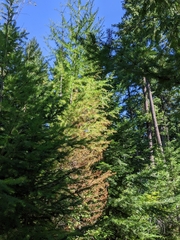 Larix occidentalis