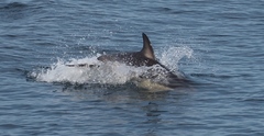 Delphininae