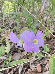 Oxalis drummondii
