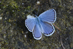 Plebejus