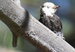 Dryobates albolarvatus