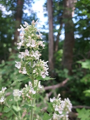 Nepeta cataria