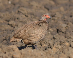 Pternistis swainsonii swainsonii