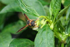 Pachodynerus erynnis
