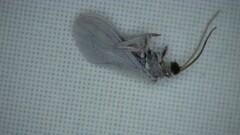 Coniopterygidae