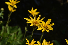 Arnica latifolia