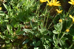 Arnica latifolia