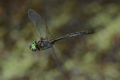 Somatochlora semicircularis