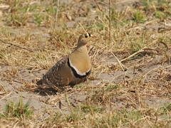 Pterocles bicinctus bicinctus