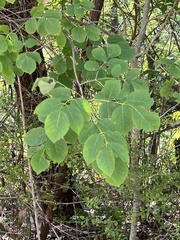 Fraxinus albicans