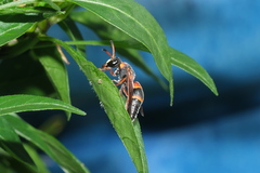 Pachodynerus erynnis