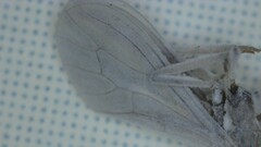Coniopterygidae