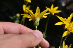 Arnica latifolia