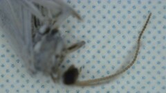 Coniopterygidae